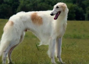 cho borzoi 650