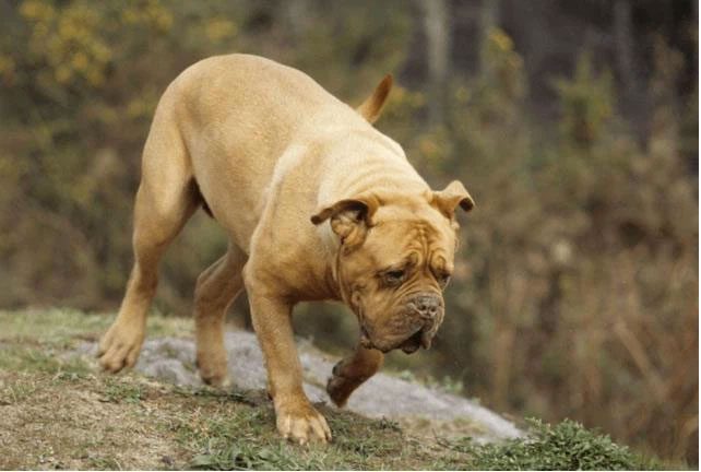 French Mastiff