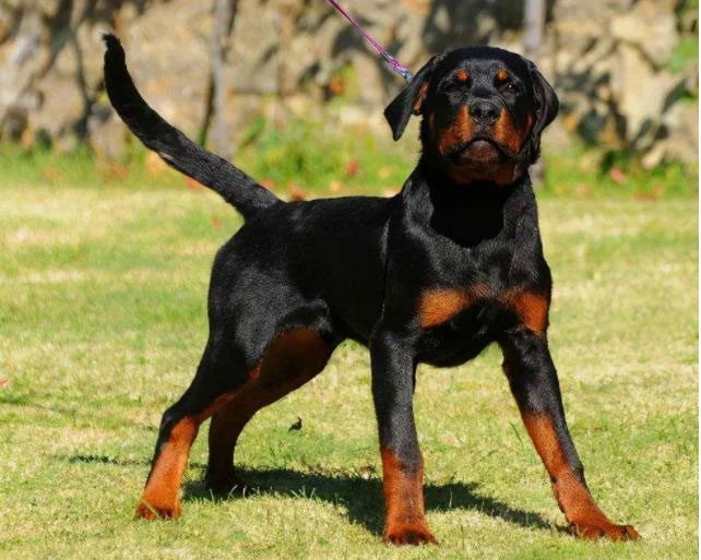 cho rottweiler