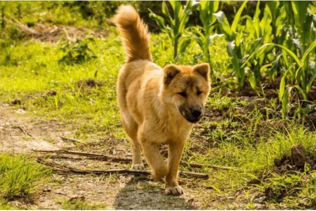 Chinese Pastoral Dog