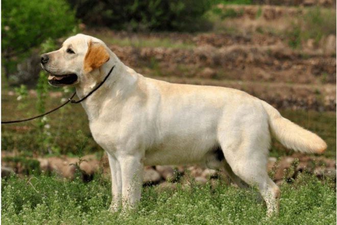cho tha moi labrador