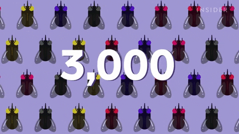 3,000 species of flies and mosquitoes on Earth are food for birds, bats, frogs...