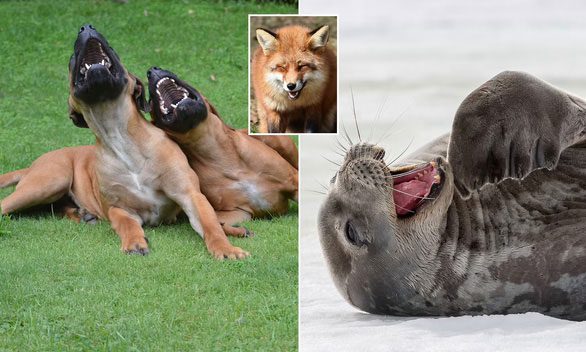 At least 65 animal species can "laugh" in their own way