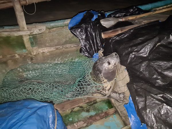 Rare seal caught in the nets of Tam Ky fishermen