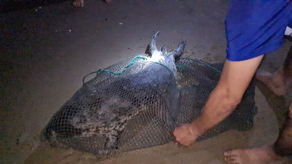 Fishermen releasing the seal back into the sea