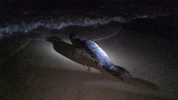 Fishermen releasing the seal back into the sea