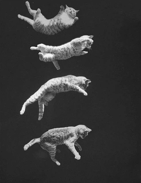The average survival rate of cats is 67% when falling from high-rise buildings.