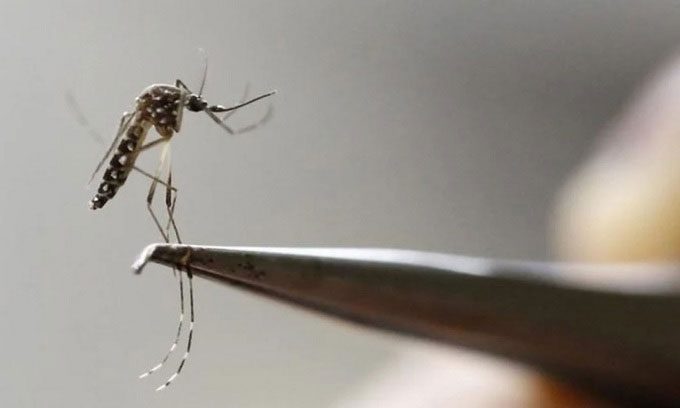 Aedes aegypti is a dangerous disease vector.