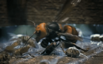 The giant Asian hornet being torn apart by a swarm of honeybees.