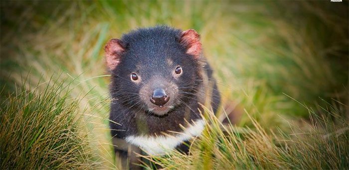Tasmanian devil, a carnivorous marsupial belonging to the Dasyuridae family