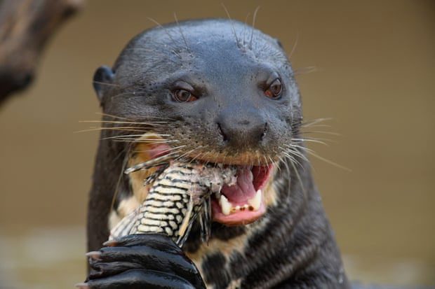 The giant otter had not been seen in Argentina for over a decade.