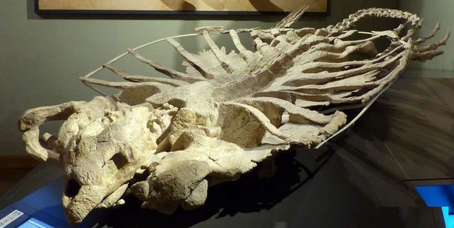 Archelon is the largest known sea turtle species.