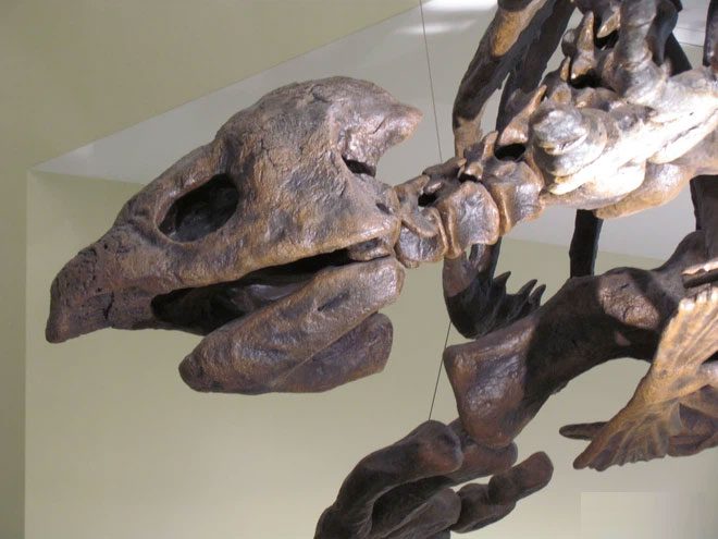 The giant Archelon turtle is covered with tough skin instead of a hard shell like land turtles.