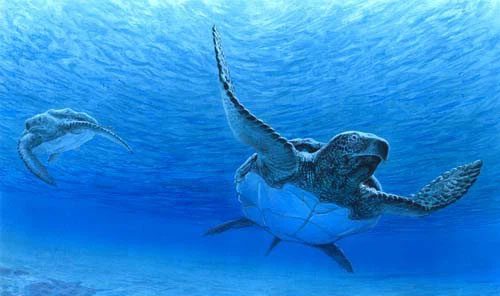 The Archelon turtle is not suited for long-distance swimming in deep seas.