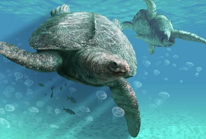 Archelon disappeared 74 million years ago.