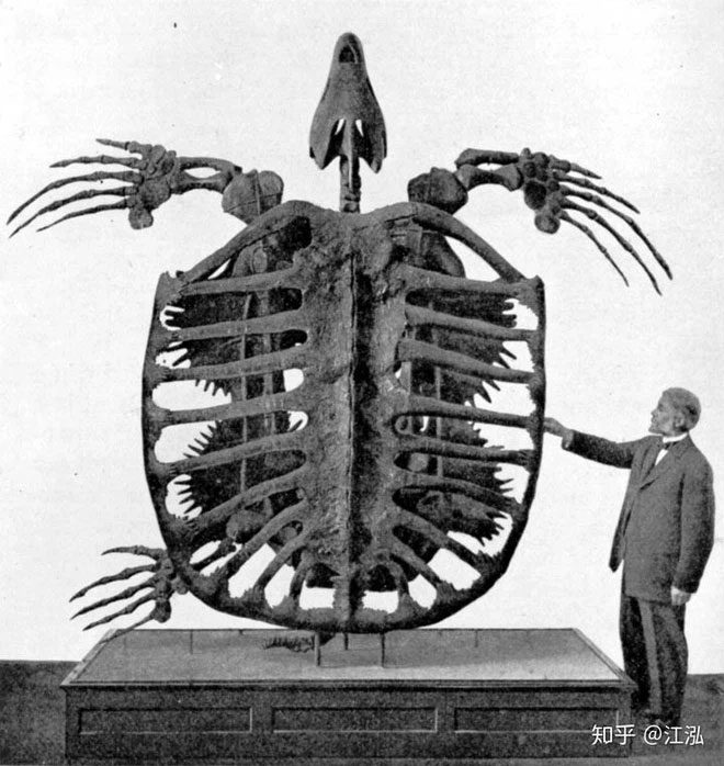 Super giant sea turtle fossil.