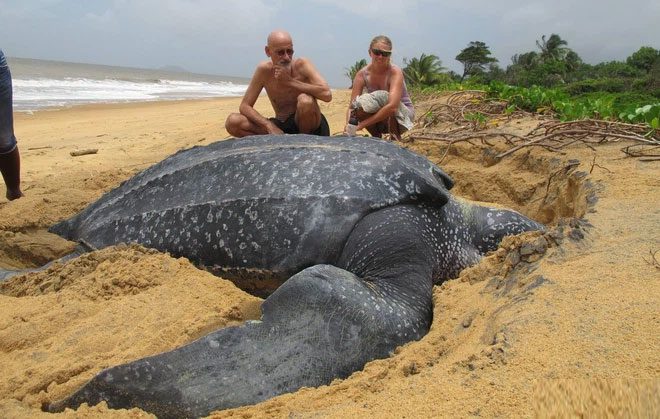 The leatherback turtle is the only surviving species in the genus Dermochelys.