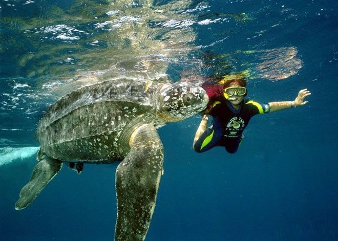 The leatherback turtle is the largest sea turtle species today.