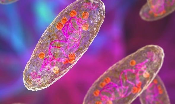 Yersinia pestis bacteria