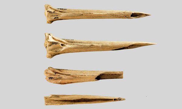 4 turkey ankle bones used as tattooing tools thousands of years ago