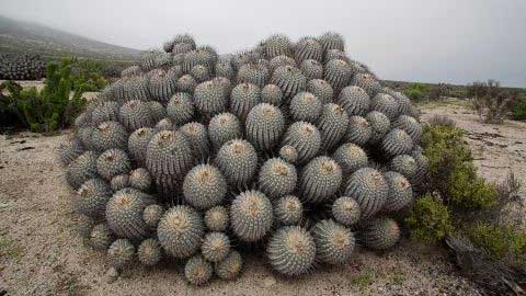 Chile prohibits the export of cacti, making them targets for poachers.