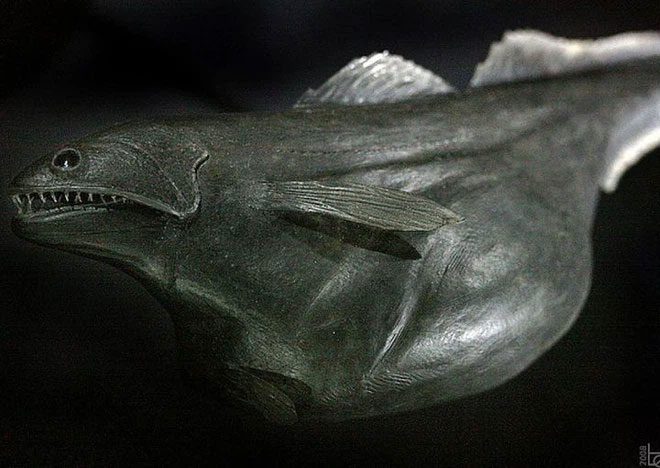 When it catches its prey, this fish swallows it whole, much like a snake.