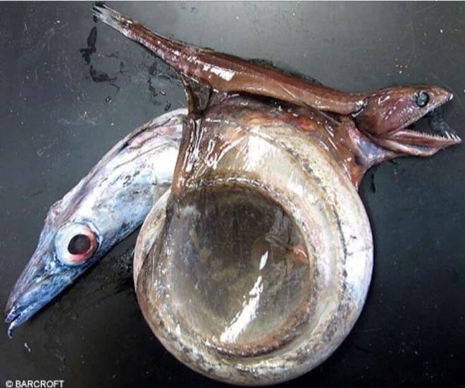 Black Swallower can kill prey twice its size.