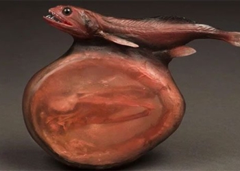 Chiasmodon niger 650