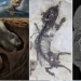 Fossiomanus sinensis 650