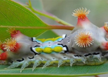 au trung buom dem Doratifera vulnerans 1