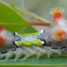 au trung buom dem Doratifera vulnerans 1