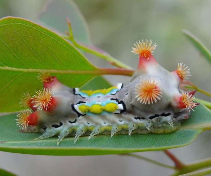 Caterpillar of the moth Doratifera vulnerans.