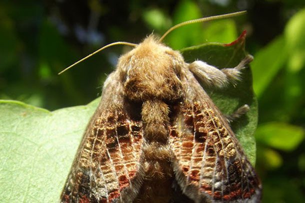 Adult moth Doratifera vulnerans.