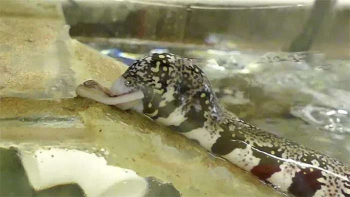 Moray eel slithering onto land to swallow prey.