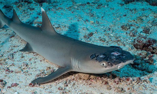 The unusual disease causes severe wounds on the shark's skin.