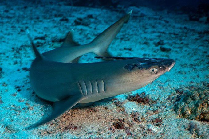 The dorsal fin of the white-tip reef shark is bright white.