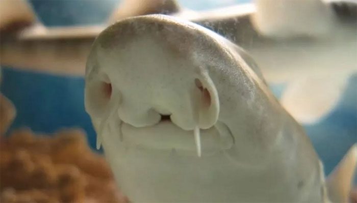 Adult bamboo shark equipped with a network of sensors around its head and jaws.