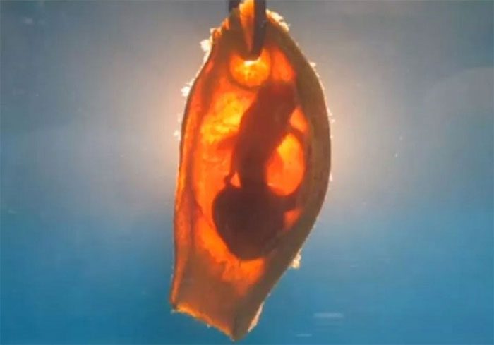 Bamboo shark eggs.