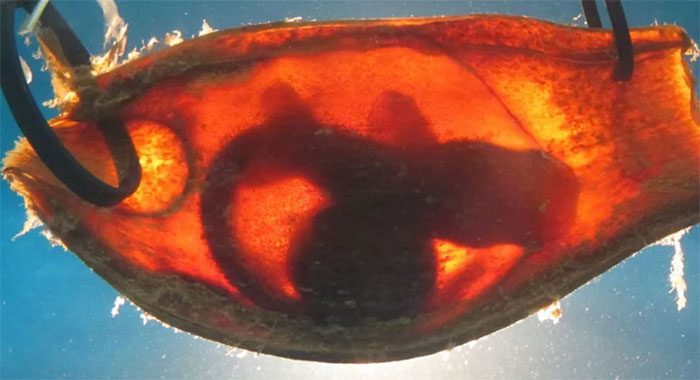 Bamboo shark embryo.