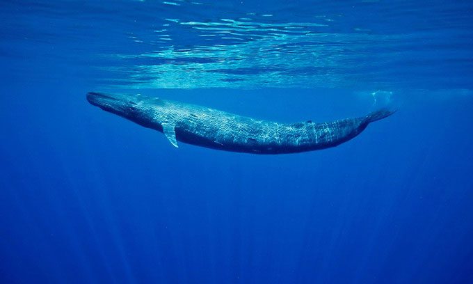 Pygmy blue whales are the smallest subspecies of blue whales.