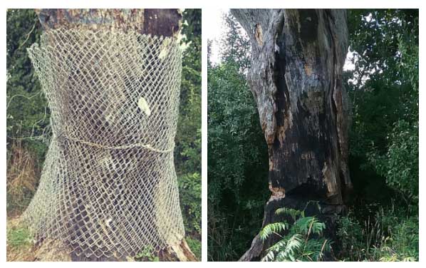 The Bernards town authorities erected a fence to protect the Tree of the Devil from human attacks and vandalism.