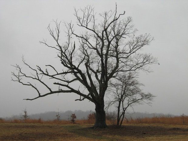 The 200-year-old oak tree with a deadly curse.