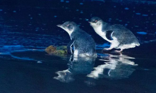 Little Penguins