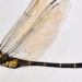 chuon chuon Chlorogomphus danhky 650