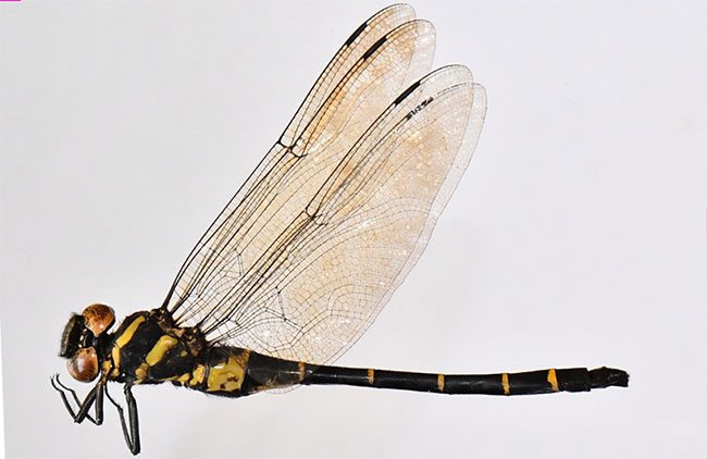 Chlorogomphus danhky dragonfly.