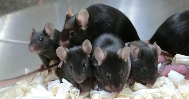 Pups born from a 6-year experiment
