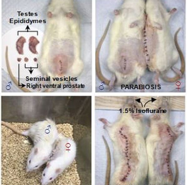 The male and female mice grafted together by Chinese scientists.