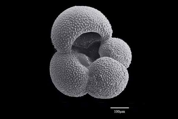 The history of CO2 on Earth is preserved in fossils and tiny molecules.