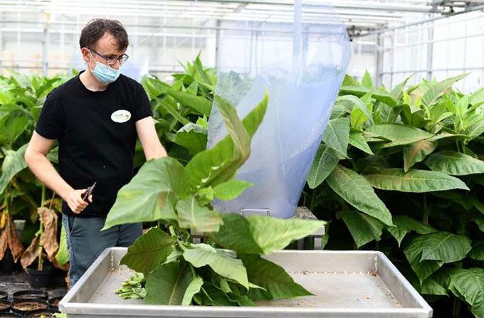 Workers harvesting Macrolophus pygmaeus on tobacco plants.
