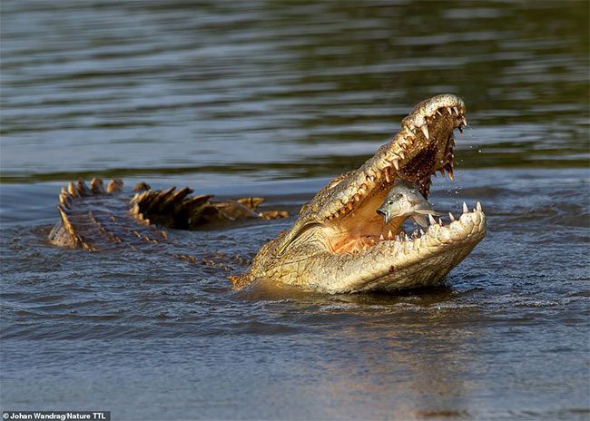 Photo capturing the last moment of a fish before being eaten by a crocodile.